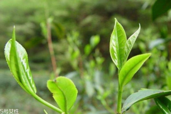 絞股藍(lán)茶哪個好 哪里產(chǎn)的絞股藍(lán)茶好