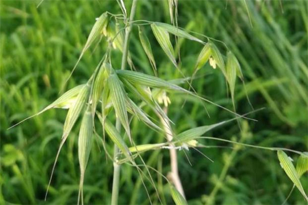 野燕麥真的能壯陽嗎 野燕麥有用嗎