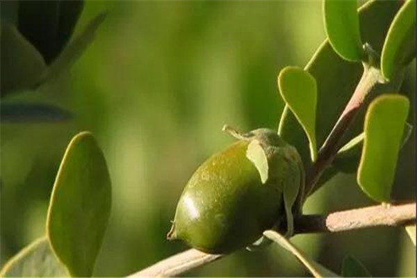 荷荷巴油會堵塞毛孔嗎 荷荷巴油是什么