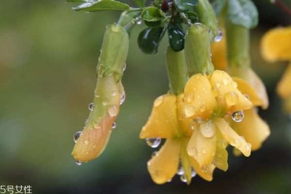 金雀花的花語是什么呢 金雀花應該怎么養(yǎng)殖呢