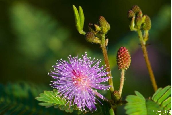 含羞草的花語是什么呢 含羞草開花是幾月份呢