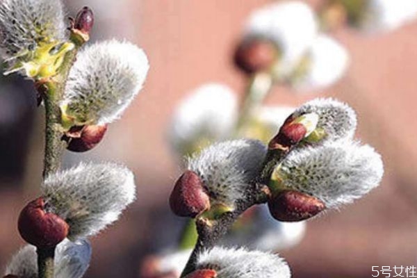 銀芽柳的花語是什么呢 銀芽柳的花期是什么時候呢