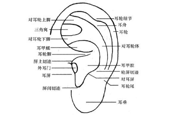 什么是耳穴埋豆 耳穴埋豆的注意事項