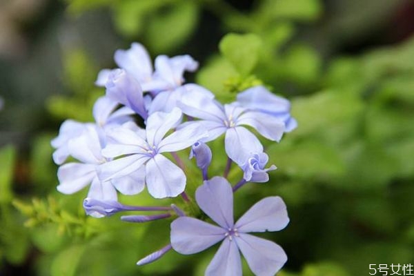 藍(lán)雪花的花語(yǔ)是什么呢 藍(lán)雪花的種注意是什么呢