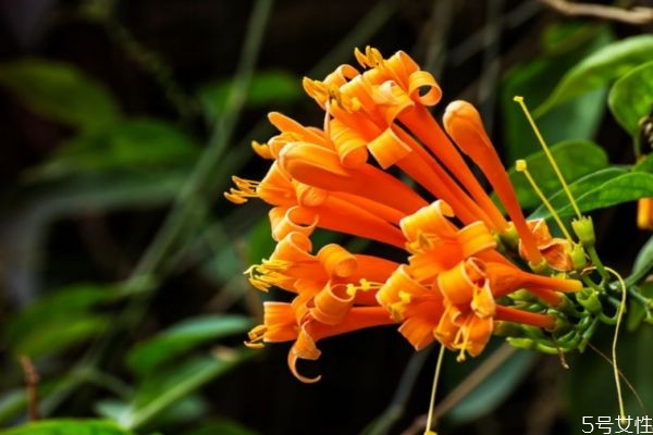 炮仗花是一種什么植物呢 炮仗花有什么作用呢