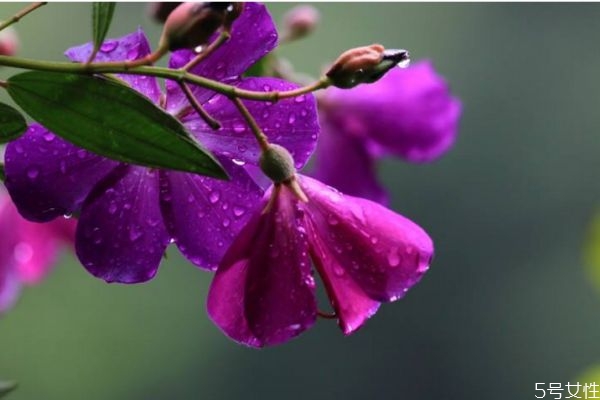 野牡丹的花語(yǔ)是什么呢 野牡丹的種植有什么注意的呢