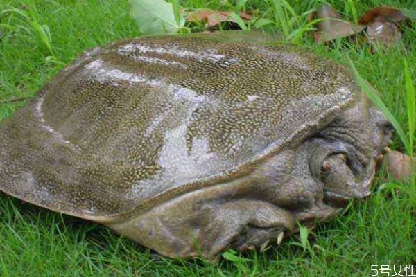 什么人不能吃甲魚(yú)呢 孕婦可以吃甲魚(yú)嗎