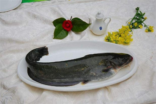 孕婦能吃鯰魚(yú)嗎 哺乳期能吃鯰魚(yú)嗎