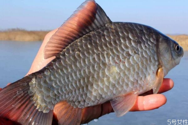 鯽魚有什么營養(yǎng)價值呢 鯽魚怎么做好吃呢