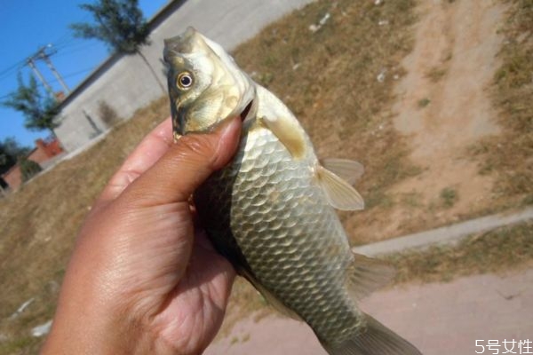 孕婦可以吃鯽魚(yú)嗎 孕婦吃鯽魚(yú)有什么注意的呢