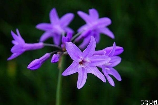 什么是紫嬌花呢 紫嬌花種植有什么注意的呢