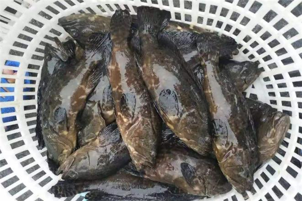 吃石斑魚(yú)為什么不能喝酒 吃石斑魚(yú)喝酒會(huì)怎樣