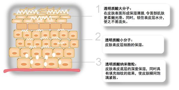 透明質(zhì)酸是什么 透明質(zhì)酸的護(hù)膚作用 