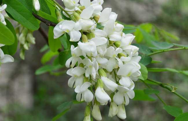 洋槐花幾月份開(kāi)花 洋槐花什么時(shí)候開(kāi)花