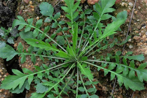 什么野菜抗癌最有效 野菜都有哪些品種可以吃