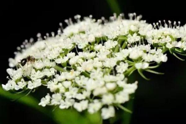 石楠花的花期有多長 石楠花養(yǎng)多長時(shí)間會(huì)開花