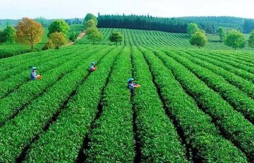 茶葉可以除口臭嗎 茶葉可以嚼著吃嗎