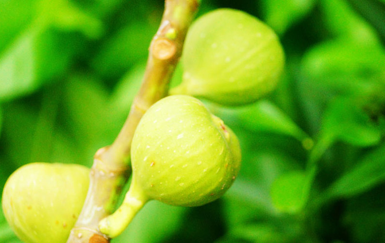 無(wú)花果葉治療痔瘡真的有效嗎 無(wú)花果葉功效與作用