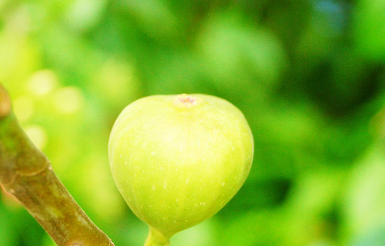 無(wú)花果可以下奶嗎 無(wú)花果什么人不宜吃