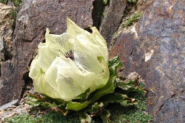 天山雪蓮能治腎病嗎 天山雪蓮腎陰虛可以吃嗎