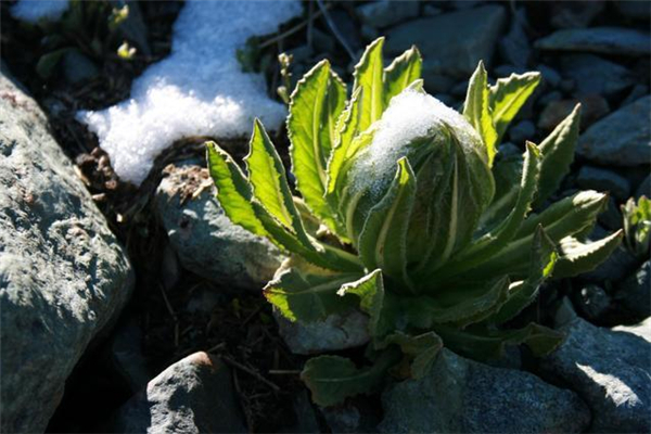 天山雪蓮治什么病 天山雪蓮治風(fēng)濕的用法