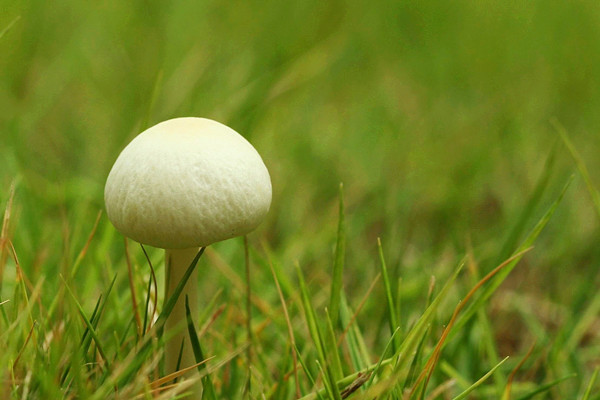 草菇的熱量高嗎 草菇能和魚(yú)一起吃嗎