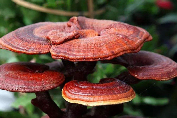 靈芝能治療腫瘤嗎 靈芝可以提高身體免疫力嗎