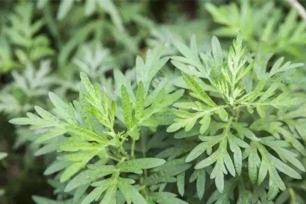 艾草什么時(shí)候采摘藥效最好 艾草曬干好還是陰干好