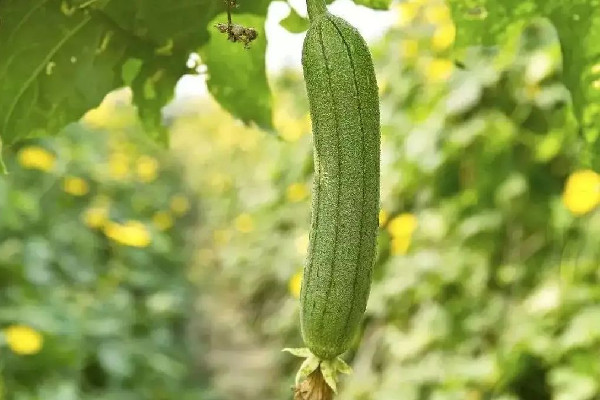 絲瓜是幾月份的菜 絲瓜什么季節(jié)吃最好