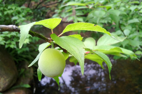 青梅會(huì)拉肚子嗎 青梅吃多了會(huì)怎樣