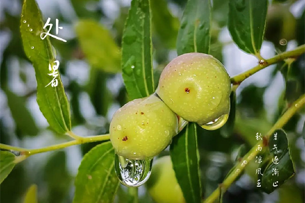 處暑是幾月幾號(hào)2022 處暑的含義是什么意思