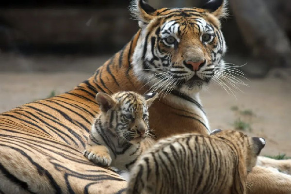 南京一動物園直播籌款:揭不開鍋了 動物園可以自己帶食物喂動物嗎