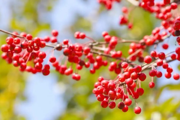 紅豆要泡多久才能煮 紅豆煮出來的水是黑色怎么回事