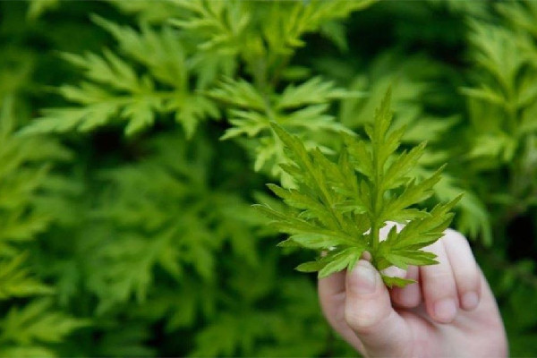 艾草放多久效果好 艾草放了幾年還能用嗎