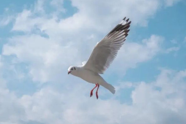 家長帶男孩抓海鷗硬生生塞進罐子 海鷗是保護動物嗎