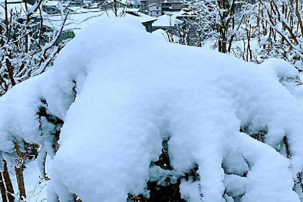 河南多地迎來3月桃花雪 3月下雪什么原因